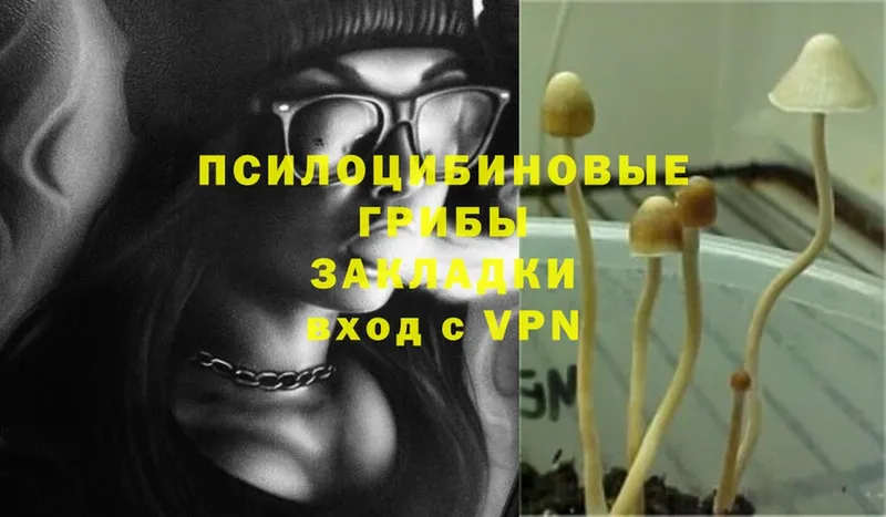 купить закладку  Ельня  гидра сайт  Галлюциногенные грибы MAGIC MUSHROOMS 